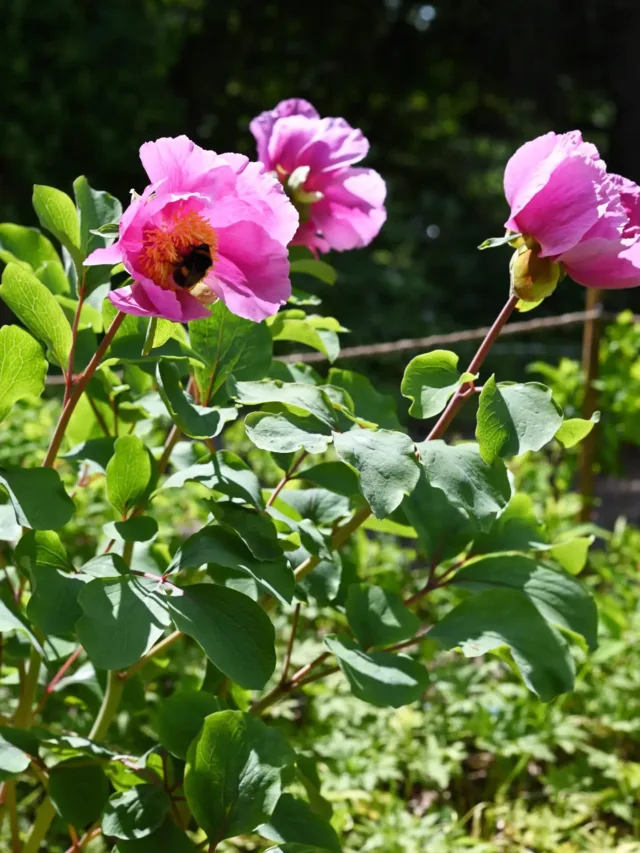 Pionien nimiä on muutettu! Kuvissa on PULSKAPIONI ja sen alalajit. Kyseessä ei ole aprillipila, vaikka siltä kuulostaakin!Saimme viimein vähän myöhässä käsiimme uusimman Viljelykasvien nimistön (2024). Entinen kriminpioni (P. daurica) onkin nyt ensisijaisesti suomeksi pulskapioni (edelleen Paeonia daurica).Tunnetumpia kuin puhdas pulskapioni ovat sen alalajit kaukasianpulskapioni (P. daurica ssp. mlokosewitchii) ja silkkipulskapioni (P. daurica ssp. wittmanniana).Nimistöä päivitetään tutkimuksen edetessä. Vielä jonkin aikaa sitten sekä kaukasianpulskapioni että silkkipulskapioni miellettiin taksonomisesti omiksi lajeikseen. Nyt uusi nimi myös kuvastaa tätä tieteellistä luokittelua paremmin. Ja onhan näillä "pulskat" lehdet! Emme ole kovin syvällisesti selvittäneet nimen taustaa.Meillä varmasti menee hetki aikaa tottua tähän muutokseen! Pionit ovat kuitenkin pysyneet ennallaan. Mitä muita mysteereitä ne mahtavatkaan kätkeä?Ensimmäinen kuva (pulskapioni) on kuvattu Ruissalon kasvitieteellisessä puutarhassa @utubotgar , toinen (kaukasianpulskapioni) ja kolmas (silkkipulskapioni) meillä Pionien Kodissa.#pulskapioni #kaukasianpioni #silkkipioni #kaukasianpulskapioni #silkkipulskapioni