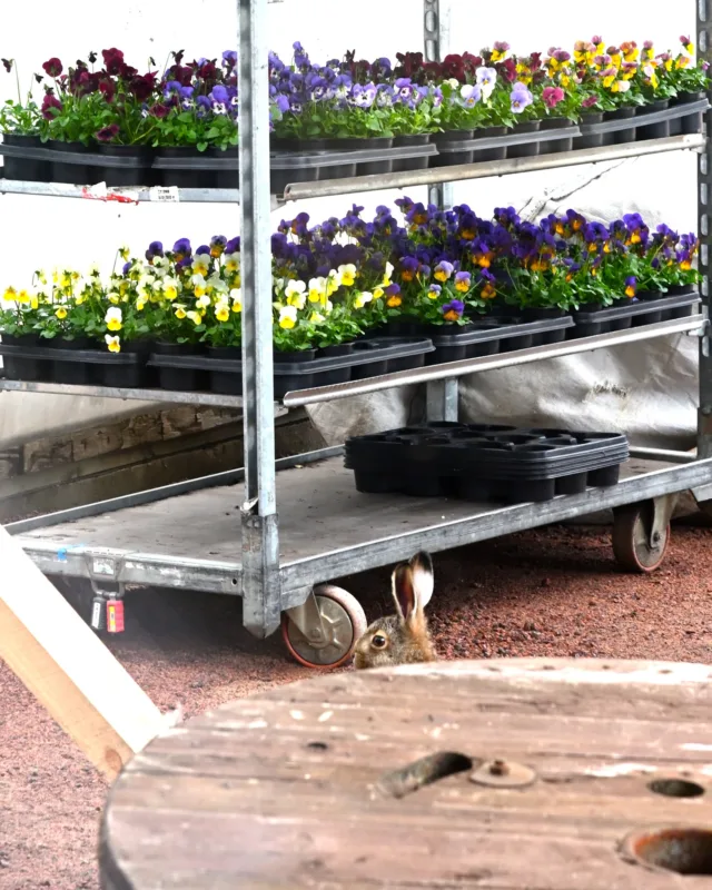 Pääsiäispupun seikkailut viime keväältä. Ulkotiloissa olleet kauden ensimmäiset kesäkukat selvästi kiinnostivat, mutta pupulla tuli pupu pöksyyn, kun huomasi olevan tarkkailun kohteena. Olisi varmaan orvokit maistuneet!Viime vuonna pääsiäinen oli myöhäisempi. Tämän pupun seikkailu oli pääsiäisen jälkeisellä viikolla 23.4.2025, jolloin ensimmäiset kauden kukat olivat meillä jo myynnissä. Tiedotamme tämän vuoden myynnin alusta pian. Hyvää pääsiäisen jatkoa! 🐇💐