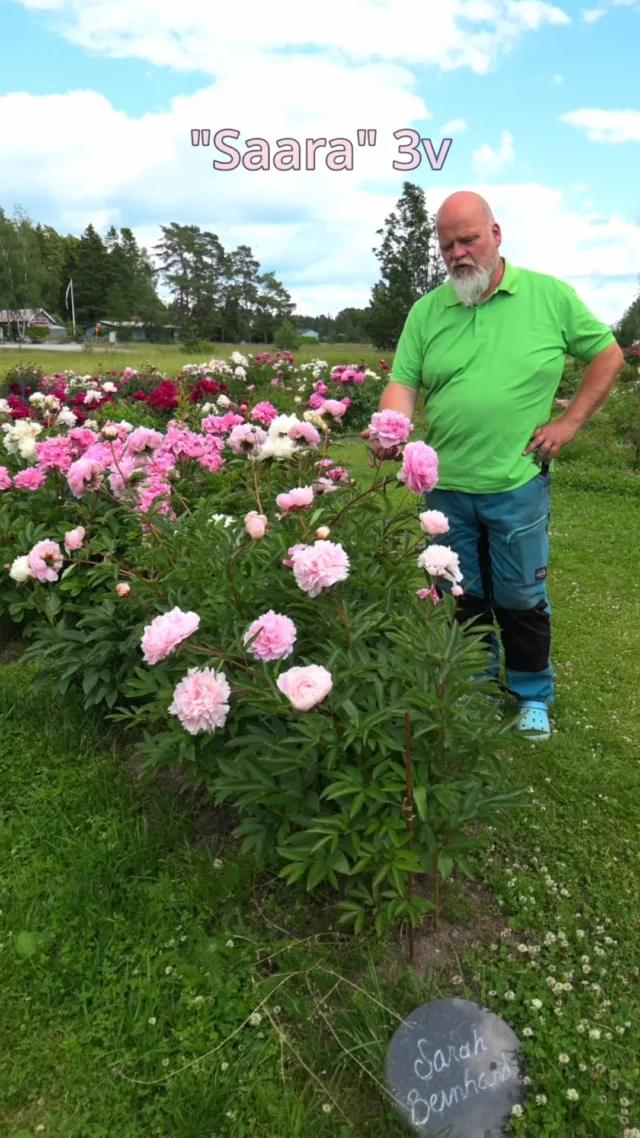 Tämä pionipenkki täytettiin uudelleen keväällä 2022 poikkeuksellisen rankan talven jälkeen. Näin kolme vuotta istutuksesta, oli penkki oikeastaan ensimmäistä kertaa kunnolla täynnä kukkia. Kyseessä ovat samat pionit, jotka istutettiin 8.4.2023 julkaistulla  istutusohjevideollamme. Sarah Bernhardt on lajikkeena Suomen ja maailman tunnetuin, eikä suotta.

#sarahbernhardt #pionienkoti