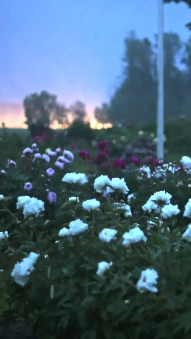 Meillä on öisestä myräkästä selvitty suhteellisen vähillä tuhoilla. Melko tuoreeltaan avautuneet kiinanpionit vain heiluivat tuulenpuuskissa. Muutamia varsia taittui ja vanhempien kukkien terälehtiä toki varisi. Kukinta jatkuu kuitenkin vielä varsin kauniina ja nuppujakin riittää. 💐🌷

#ullamyrsky #pionienkoti #taivassalo #pionipäivät