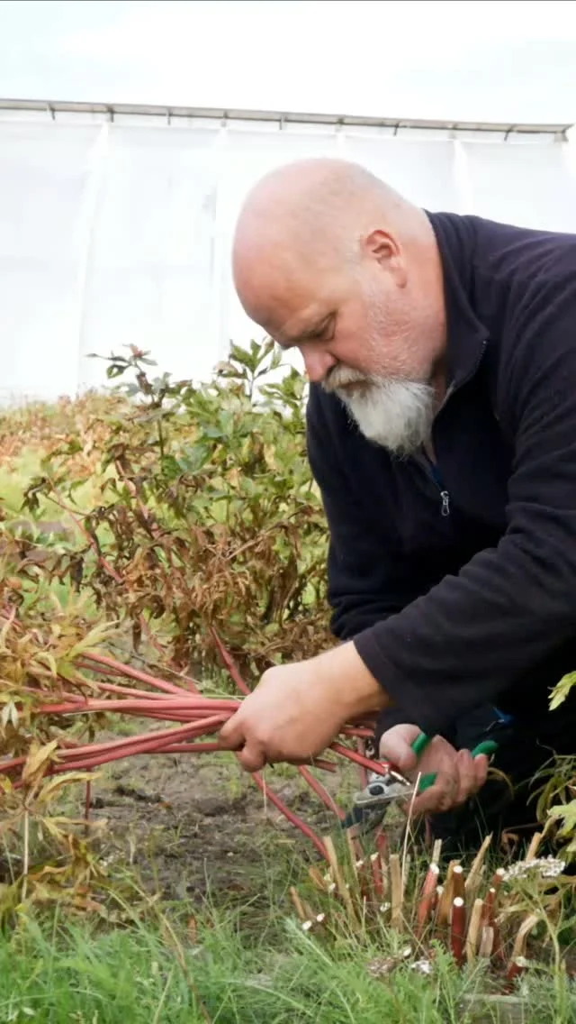 Me leikkaamme pionit alas syksyisin niiden tuleennuttua. Aikaiset lajikkeet ovatkin jo alkaneet tuleentua, mutta suurin osa leikataan syys-lokakuussa. Video on kuvattu syyskuun alussa viime vuonna.#pionienkoti