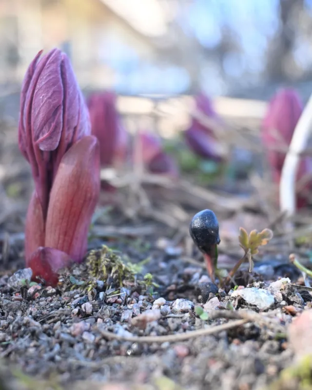 Kärkeä pukkaa! Kaukasianpulskapionin juurelle on ilmestynyt pieni siementaimi. Alkujaan se saattaa olla tästä isommasta yksilöstä tai sitten vierellä kasvavista puuvartisista pioneista. Tässä vaiheessa on vaikea tunnistaa lajia tarkemmin, kevään edettyä se voisi olla mahdollista.Toisessa kuvassa tillipioni, kolmannessa kuolanpioni, neljännessä rockinpensaspioni ja viimeisessä aikaisiin kasvuun innostuva hybridipioni 'Pink Hawaiian Coral'. Nyt on varsin kuivaa, eli paahteisten paikkojen uusille istutuksille voisi kastelut alkaa olla paikallaan. Kiinanpionit ovat vielä melko lailla visusti pinnan alla. 🌞#pionienkoti