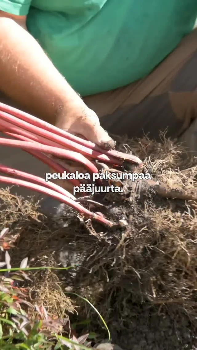 Tällaisen keskikokoisen pionin siirto voi onnistua melko helpostikin. Lapion ohessa voisi käyttää esimerkiksi suurta talikkoa apuna sekä pienempiäkin puutarhatyökaluja. Nyt syyskuussa on paras aika tällaisia operaatioita tehdä. Kiitos kommenteista!