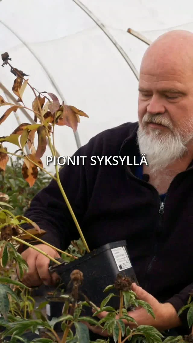 Meillä on nyt alkanut syyskausi. 🍂🌷🌿Lähiviikkoina tuleentuvat pionit leikataan alas niin puutarhassa kuin taimiston puolellakin. Itoh-pioneissa ja muissa vielä vehreälehtisissä annamme lehdistön olla rauhassa tuleentumiseen asti.Alasleikkuun myötä pakkaaminen helpottuu ja toimituskulut laskevat. Tarkistamme kaikkien lähetettävien pionien juuristot. Nyt siis kaikki jäljellä olevat pionit 20-40% alennuksella kuluneen kauden normaalihinnoista syysistutuksia varten. Aivan kaikkia emme vielä leikkaa alas, mutta alennukset koskevat myös tuleentumattomia taimia.#pionienkoti #syksy #kotimainentaimi