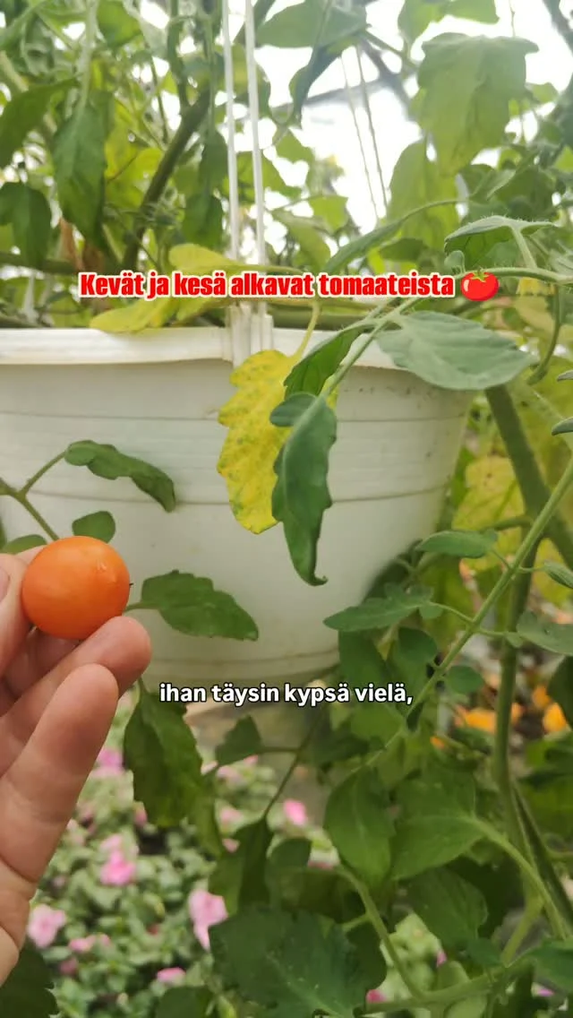 Onko muualla jo tomaattien satokausi alkanut?#tomaatti #kasvihuone