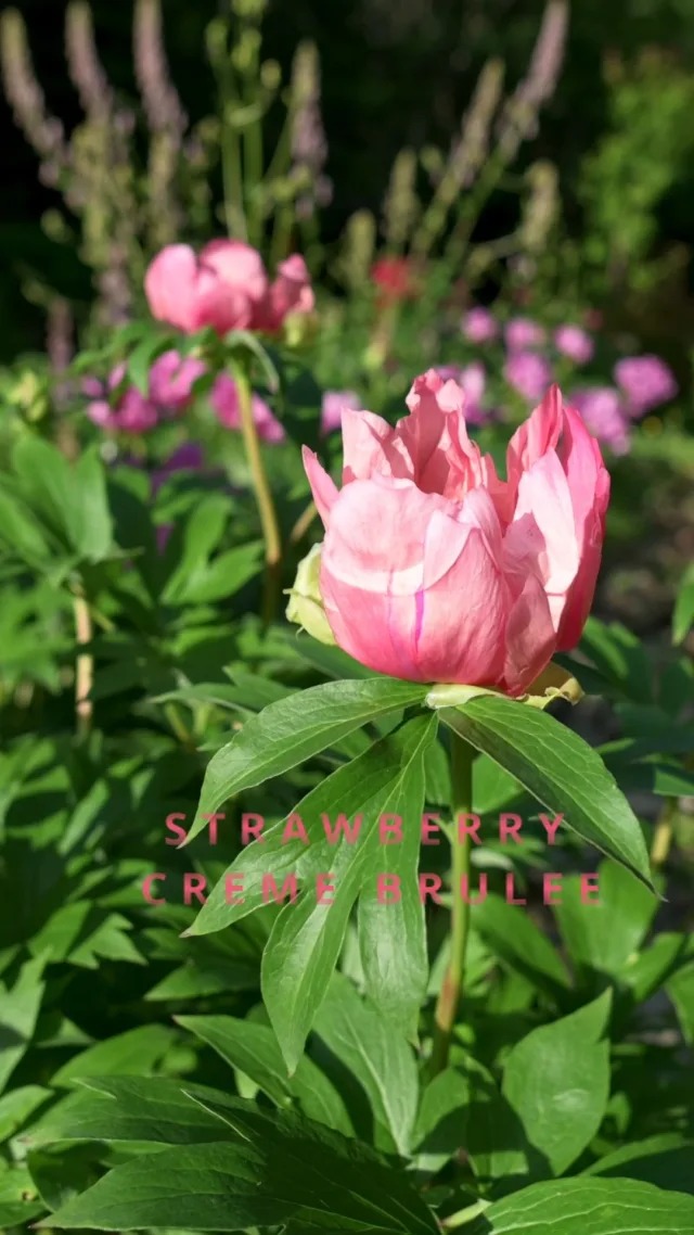 Upea itohpionilajike, joka oli meille aivan uusi tuttavuus! Oletko sinä kuullut tästä? "Strawberry Creme Brulee"

Video on kuvattu upeassa ja ainutlaatuisessa pionipuutarhassa heinäkuun 2025 alussa. Koko video puutarhan ihanuuksista löytyy Youtube-kanavaltamme.

 #pionienkoti #mikkoreissaa