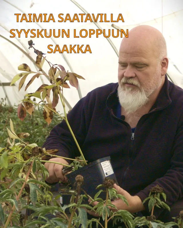 Valmistelemme jo tulevaa vuotta ja tämän kauden valikoiman myynti pioni.fi -verkkokaupassamme loppuu 30.9. 🍂Käymme jäljelle jääneet taimet läpi ja valmistelemme ne talvea varten. Valikoima on jo pienentynyt huomattavasti, mutta kyllä viikonlopulle ja alkuviikolle vielä tarjontaa riittää. Kaikki loput pionit ovat alennuksessa, osa jopa -40% kauden hinnoista.Taimistomme täällä Taivassalossa on vielä tämän viikon 25.9. saakka auki klo 9-16. Sen jälkeen pistämme paikat talviteloille ja olemme auki vain sopimuksesta, esimerkiksi lokakuun juurakkotilauksen noutamista varten.Lokakuu on siis juurakoiden aikaa. Olemmekin jo jonkin aikaa valmistelleet tulevaa urakkaa. Käsittelemme juurakot mahdollisimman nopeasti niiden noston jälkeen ja ruukutamme ne huolellisena käsityönä tulevan kauden astiataimiksi. Tämän urakan ohessa tarjoamme Teille mahdollisuuden ostaa näitä paljaita juurakoita vielä loppusyksyn istutuksiin.Juurakkomyynti avataan lokakuun puolivälin paikkeilla. Mikäli silloin talvi on jo lähellä alueellasi, suosittelemme jättämään tilauksen vasta kevääseen. Pääsääntöisesti juurakkohinnat ovat hieman kevään hintoja edullisempia ruukutustyön ja materiaalien takia. Kauden parhaat tarjoukset löytyy kuitenkin vielä 30.9. saakka myynnissä olevasta syystaimivalikoimasta. Huomaathan, että pioneilla ja perennoilla ei yleisesti ole talvenylitakuuta, emmekä suosittele istuttamaan jo jäätymässä olevaan maahan. Lajikeaitouden takuumme on voimassa jokaiselle myydylle pionille.Nautitaan vielä lämpimistä syyspäivistä! 🌞