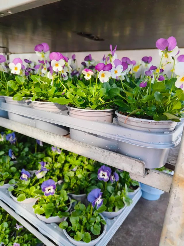 Kevät alkaa meillä maltillisesti orvokeilla. 💐🌞
Meille on saapunut kevään ensimmäinen pieni valikoima pikkukukkaista orvokkia muutamaa eri väriä. Vaikka varsinaisesti kasvihuone ei vielä ole auki ja pionitkin vielä heräilevät, olet tervetullut orvokkiostoksille arkisin klo 9-16.Valikoima ja aukioloaikamme tulevat lähiaikoina laajenemaan pikkuhiljaa hissukseen. Emme malta odottaa kevään etenemistä toden teolla! 💐#pionienkoti #orvokit