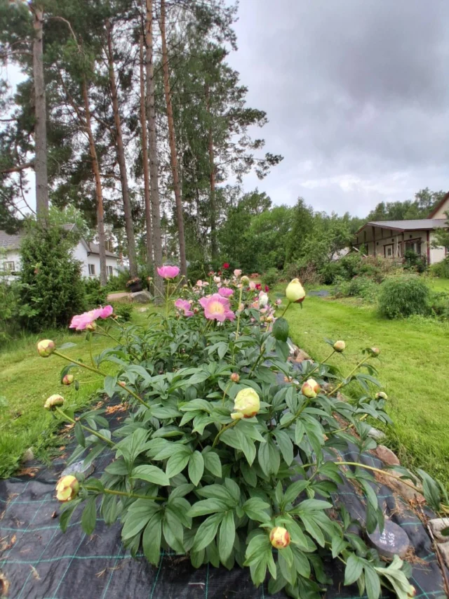 Avoimet Puutarhat -teemapäivää vietetään tänään https://www.facebook.com/avoimetpuutarhat . Muutamasta kaatosateesta huolimatta on näytemaissa ihan ok näköisiäkin pioneja. Pioninäyttelyssä riittää vielä ihailtavaa! Lämpimästi tervetuloa!1. Elsa Sass on vasta nupulla, taustalla Wladyslawa
2. Sonoma YeDo
3. Pioninäyttely
4. Sarah Bernhardt näyttelyssä
5. Marie Lemoine
6. Candy Stripe
7. Vilkaisu kasvihuoneeseen#avoimetpuutarhat