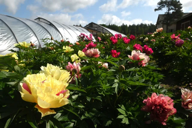 Itoh-pionit ovat puutarhamme lämpimimmissä paikoissa nyt parhaassa kukassa. Keskimääräinen kukintahuippu tulee osumaan alkavaan viikkoon. Tervetuloa Pionien Kotiin!

Osoite Hussintie 15, Taivassalo.

#pionienkoti #taivassalo #käyntikohde #saaristonrengastie #pionipäivät #puutarha #kesä