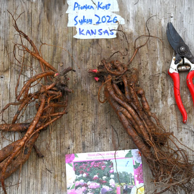 'Kansas' esimerkkijuurakko lokakuussa
2026 ennen ruukutusta. #plive_kansas