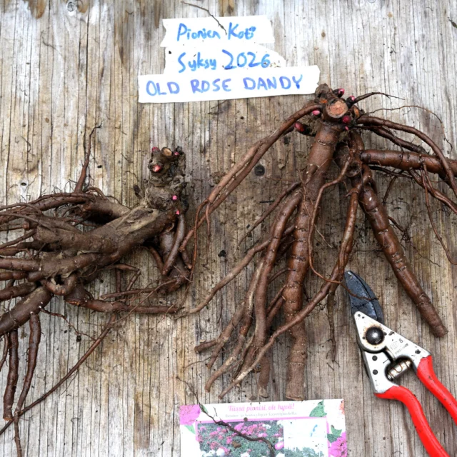 'Old Rose Dandy' esimerkkijuurakko lokakuussa
2026 ennen ruukutusta. #plive_oldrosedandy
