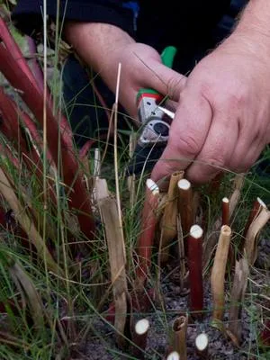 Samalla kun pionista leikkaa varret alas, on helppo putsata rikkaruohot pionin juurelta. Tämän jälkeen pioni onkin "valmis" tulevaa talvea ja uutta kasvukautta varten. Video kuvattu syyskuun alkupuolella puutarhassamme. Aivan vihreäversoista pionia ei kannata leikata, mutta ei tarvitse jäädä odottamaan, että varret mätänisivät juurelle. #pionienkoti #puutarha #syksy #pionit