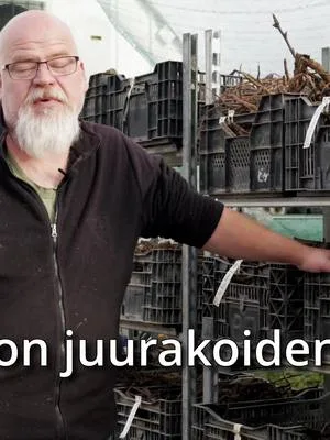 Käsittelemme nyt pionien juurakoita, joista muodostuu tulevan kauden valikoima. Videolla katsastetaan muutama erityyppinen juurakko eri pioniryhmistä; pari kiinanpionia, luonnonlaji, hybridi sekä pari itohia. #pionienkoti