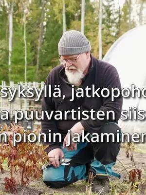 Syksy on edennyt ja olemme leikanneet lähes kaikki ruohovartiset pionit jo alas. Olemme myös saaneet hyviä kysymyksiä! Mitä niille itoheille ja puuvartisille loppujen lopuksi kannattaa tehdä? Täytyykö vanha pioni jakaa? Näitä asioita pohditaan videolla. 0:00 Ruohovartiset pionit voi hyvin leikata syksyllä 1:04 Itoh-hybridejäkin voi siistiä syksyllä 4:11 Puuvartisen pionin siistiminen myöhemmin loppusyksyllä 6:07 Rikkaruohot on hyvä poistaa huolella loppusyksyllä 7:20 Vanha ja suuri pioni voi "jakaa itsensä" 9:00 Pionipenkkejä voi hyvin uudistaa syksyisin #pionienkoti