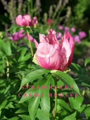 Upea itohpionilajike, joka oli meille aivan uusi tuttavuus! Oletko sinä kuullut tästä? "Strawberry Creme Brulee" Video on kuvattu upeassa ja ainutlaatuisessa pionipuutarhassa heinäkuun 2025 alussa. Koko video puutarhan ihanuuksista löytyy Youtube-kanavaltamme. #pionienkoti #mikkoreissaa