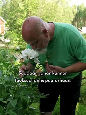 Erikoistuneestakin pionipuutarhasta löytyy aina perinteisiä lajikkeita joukosta, kuten valkoinen 'Festiva Maxima'. Perinteiset kiinanpionit pärjäävät parhaiten hieman hankalammissakin olosuhteissa. Video on kuvattu upeassa ja ainutlaatuisessa pionipuutarhassa heinäkuun 2025 alussa. Koko video puutarhan ihanuuksista löytyy Youtube-kanavaltamme. #pionienkoti #mikkoreissaa
