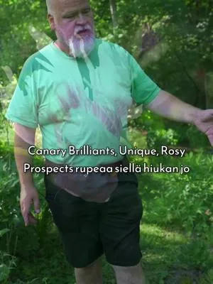 Perinteisillä pioneilla on paikkansa lähes jokaisessa puutarhassa. Harrastus alkaa usein "Sarah Bernhardtista", mutta muissa pioniryhmissä on toki viehätyksensä. Itoh-pionien ja puuvartisten etuna on usein helppohoitoisuus, mikäli ne vain viihtyvät olosuhteiden puolesta. Alkuunlähtö voi olla tavallisia pioneja hankalampaa huonon talven sattuessa kohdalle. Kun kasvu onnistuu, ei Itoh-pioneja tarvitse edes tukea ja väriloistoa riittää! Video on kuvattu upeassa ja ainutlaatuisessa pionipuutarhassa heinäkuun 2025 alussa. Koko video puutarhan ihanuuksista löytyy Youtube-kanavaltamme. #pionienkoti #mikkoreissaa