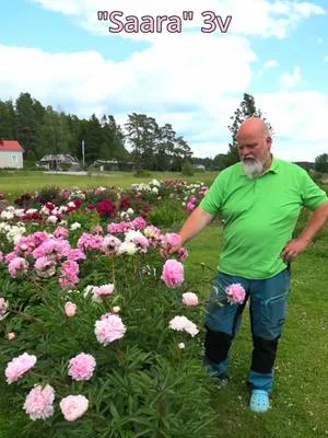 Tämä pionipenkki täytettiin uudelleen keväällä 2022 poikkeuksellisen rankan talven jälkeen. Näin kolme vuotta istutuksesta, oli penkki oikeastaan ensimmäistä kertaa kunnolla täynnä kukkia. Kyseessä ovat samat pionit, jotka istutettiin 8.4.2023 julkaistulla  istutusohjevideollamme. Sarah Bernhardt on lajikkeena Suomen ja maailman tunnetuin, eikä suotta. #sarahbernhardt #pionienkoti