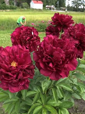 Old Faithful, yksi pionien pääkukintakauden kohokohdista. Tämä hybridipioni kukkii vasta kiinanpionien aikaan ja onkin varsin komea näky! Puutarhassamme "vanhaa uskollista" kasvaa kahdessa paikassa. Tämä yksilö oli videon kuvausaikaan viime kesänä 3 vuotta vanha istutuksesta. Kasvu oli ollut siis varsin hyvää ja viime kesän viileys toikin näyttävän kukinnan. #pionienkoti #oldfaithful