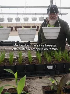 Me emme kiirehdi kasvihuoneen kevään kanssa. Kuvattu meillä 19.3.26 #pionienkoti #taivassalo