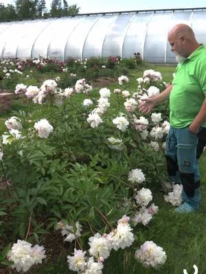 Catharina Fontijn on tyylikkäästi kukinnan edetessä vaalentuva kiinanpioni. "Katariina" kohtasi Ulla-myrskyn viime kesänä. #pionienkoti