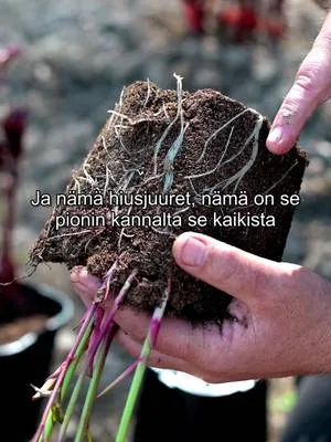 Mitä pionien astiataimille tehdään keväällä? #pionienkoti