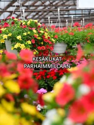 Meillä on nyt kesäkukkavalikoima laajimmillaan. Tervetuloa ostoksille Pionien Kodin kasvihuoneelle osoitteeseen Hussintie 15, Taivassalo. 💐 #pionienkoti #kesäkukat #kukat #taivassalo