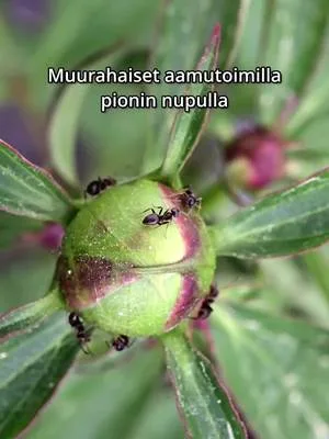 Meillä on varmaan aika monta tuhatta muurahaista tälläkin hetkellä pioneissa ympäri pihan. Yleisesti ne kuuluvat asiaan. Yksittäisiä ongelmia voi ilmetä, jos ovat alkaneet tehdä pesää pionin juurelle. #pionit #muurahaiset