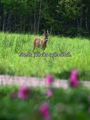 Pionit eivät sarvipäille maistu! Kuulemma juuri aukeamassa ollutta mehevää nuppua on joku joskus maistanut, mutta itse emme ole tällaista koskaan nähneet tapahtuvan, vaikka peuratungoksessa asummekin. Etualalla parhaillaan vielä kukkiva kuolanpioni, Paeonia anomala. #pionienkoti
