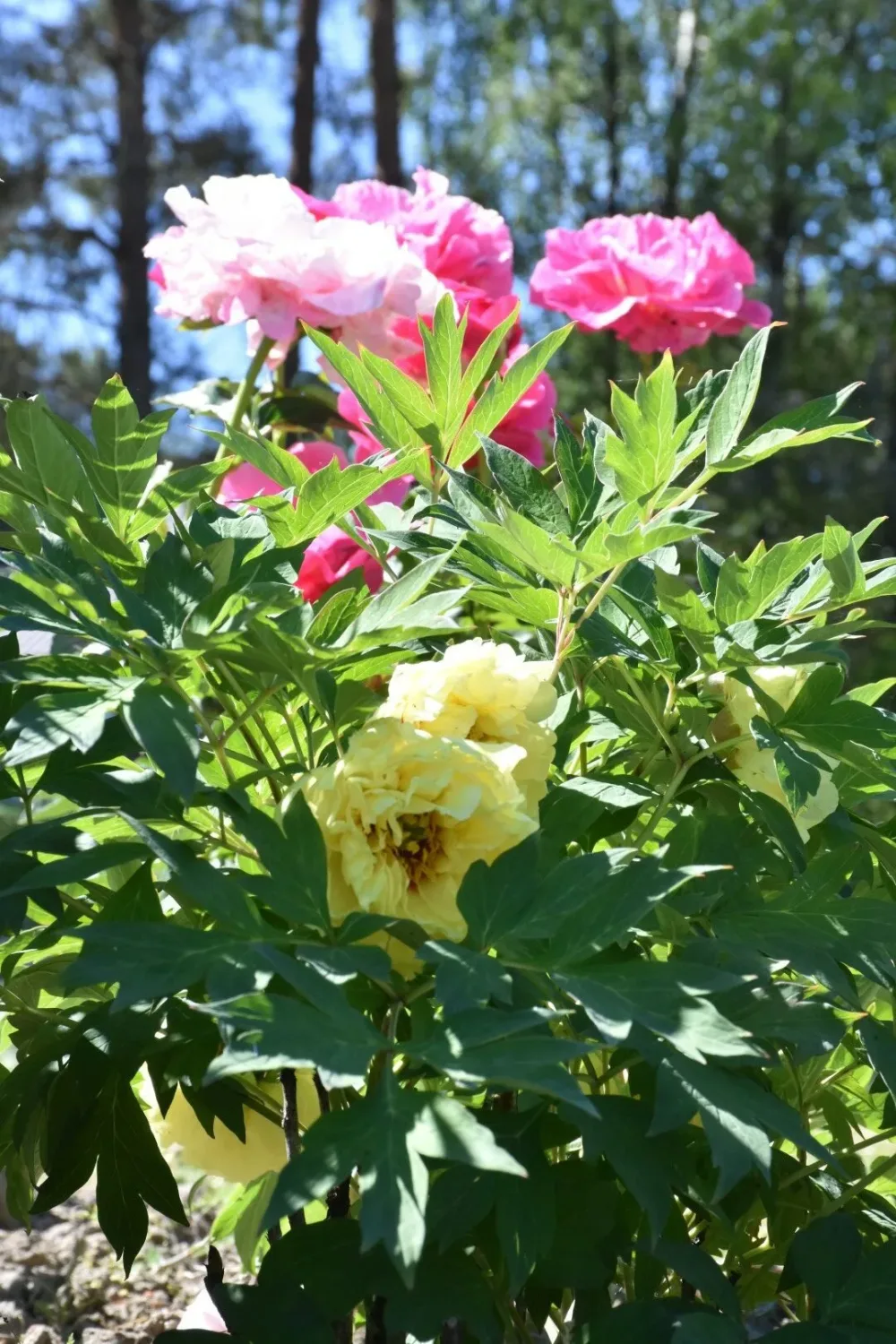 Yellow Crown - Image 5