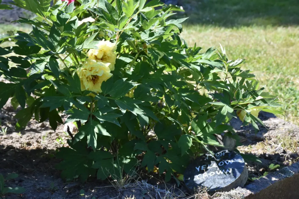 Yellow Crown - Image 4
