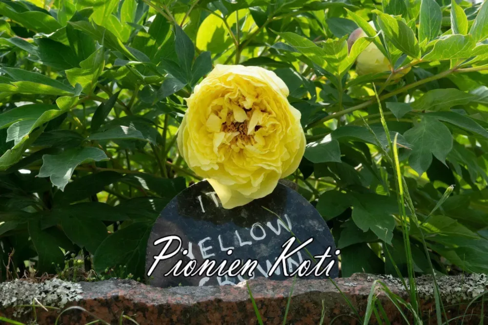 Yellow Crown