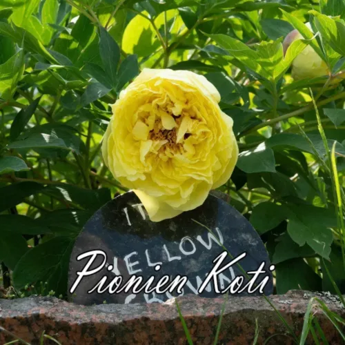 Yellow Crown