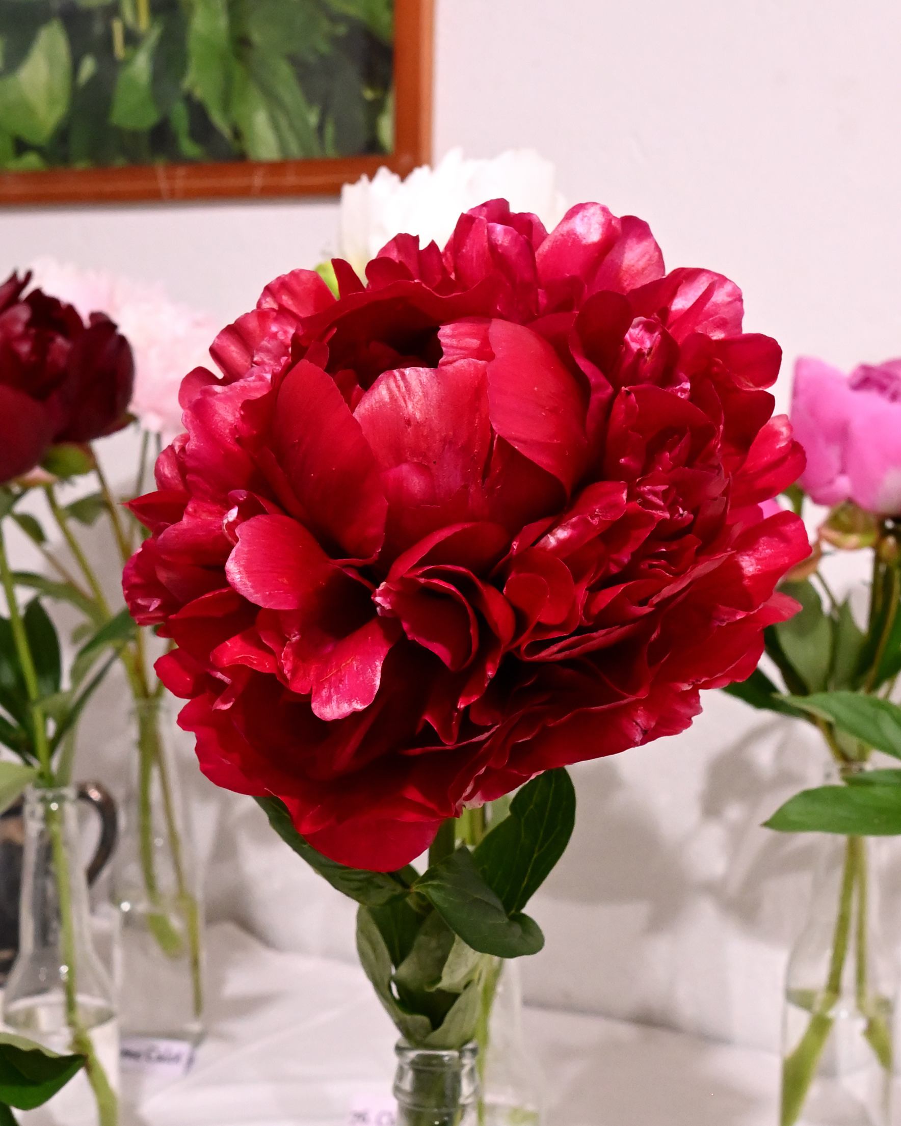 Henry Bockstoce - Image 9